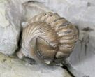 Enrolled Flexicalymene Trilobite Pair - Ohio #20996-2